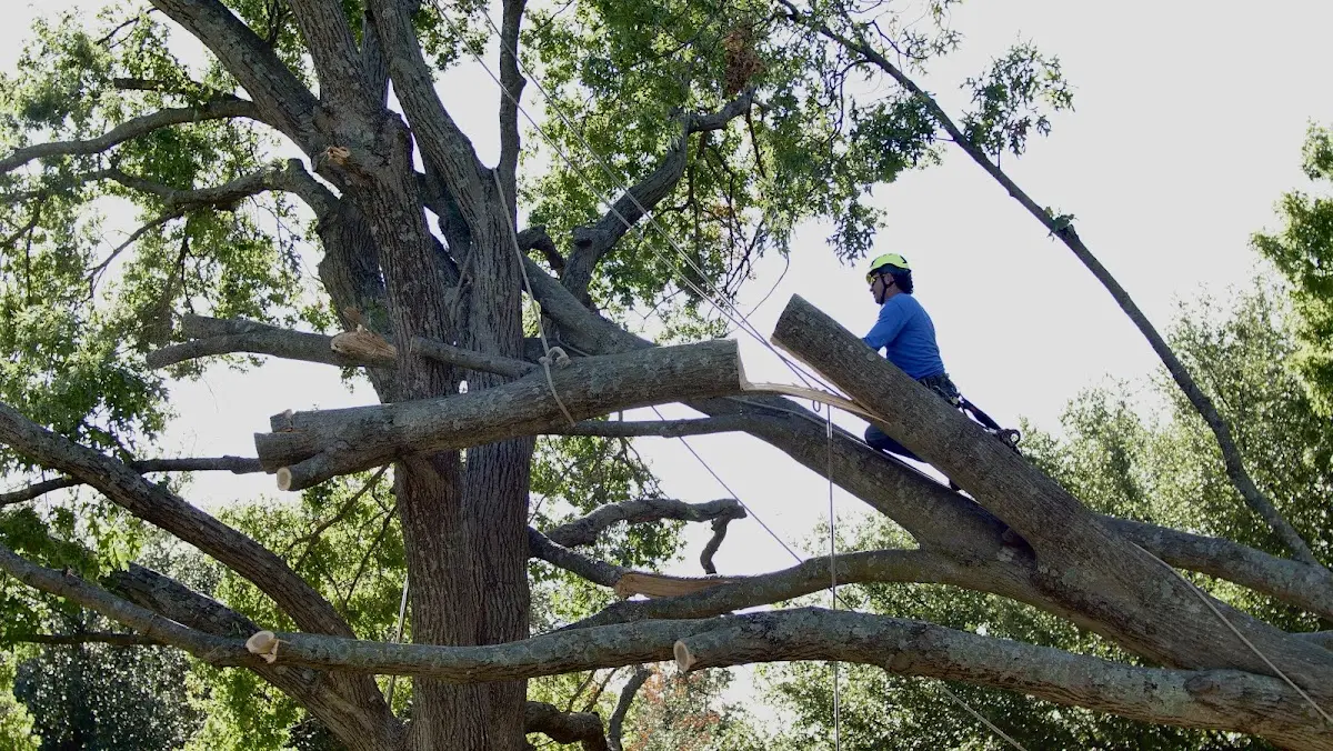 Professional Hazardous Tree Removal performed by certified arborists in Peterson