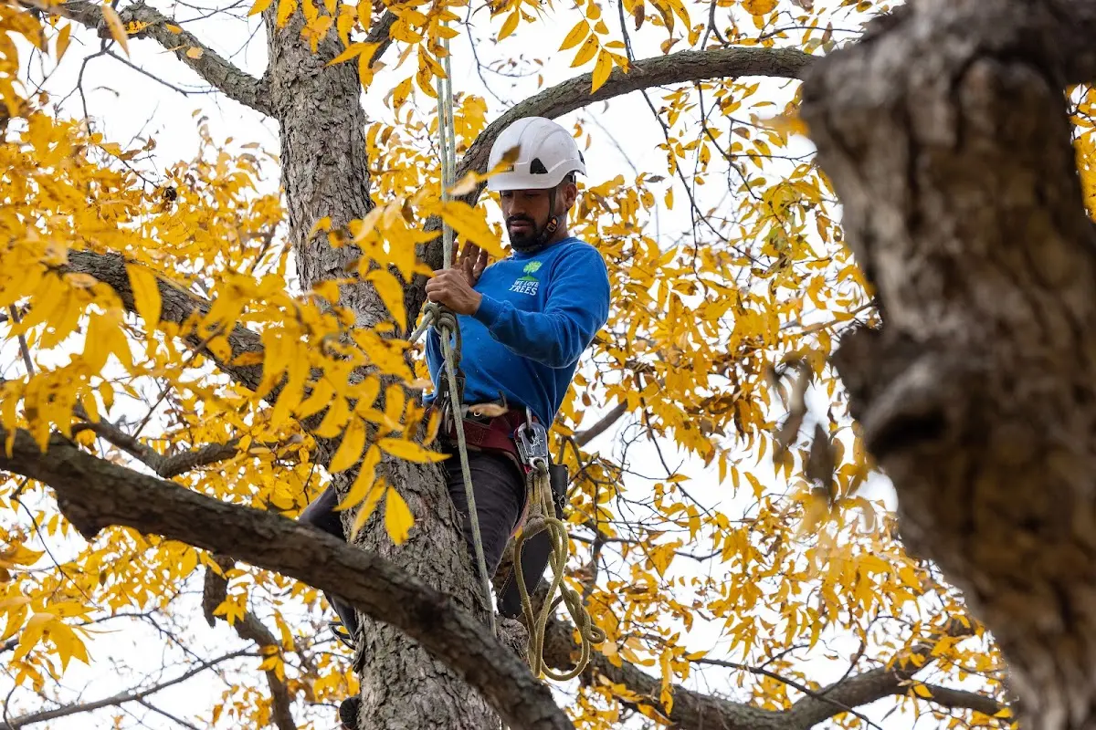 Skilled Tree Transplanting crew working in Peterson